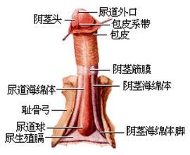 保包皮龟头炎检查项目有哪些呢？