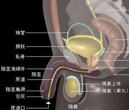 4种早泄假象让男人苦恼