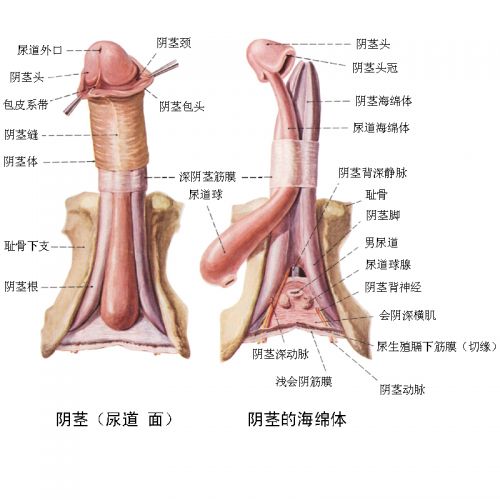 包皮过长